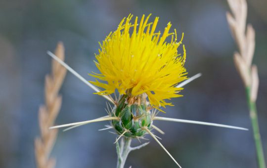 Centaurea solstitialis